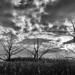 Abendstimmung am Pfrunger Burgweiler Ried